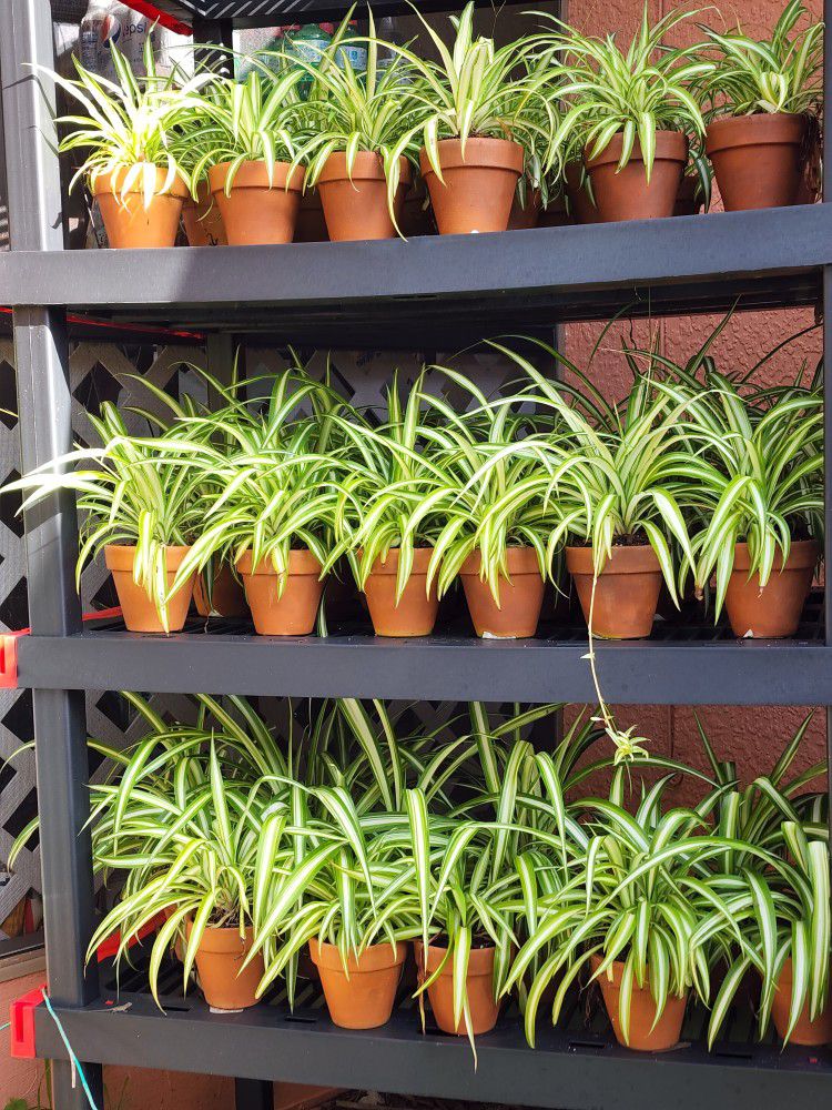 Spider Plants In Clay Pots