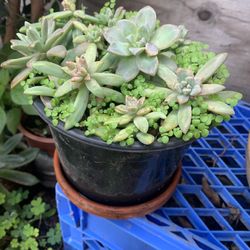 Plant And Flowers 5 Gallon Container.