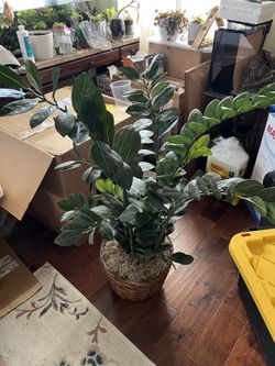 Faux Zz Plant Big Office Plant 