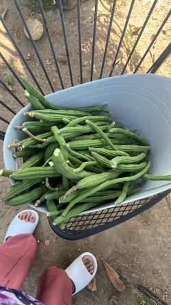 Moringa sticks