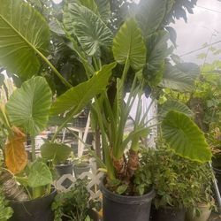Alocasia odora Elephant Ears Plant In Pot 