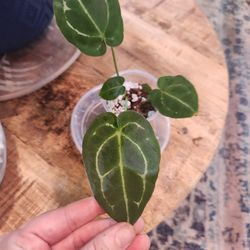 Anthurium Forgetti Hybrid