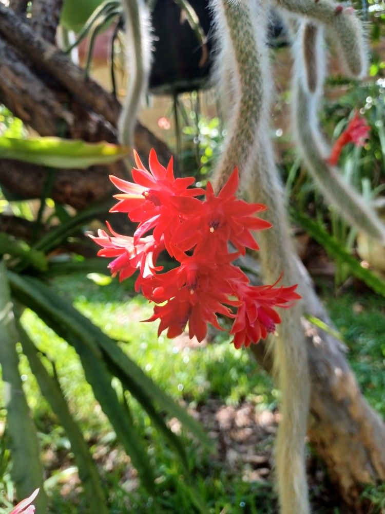 Monkey Tail Plant