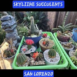 Skyline Succulents Of San Lorenzo..cacti AND Succulents ◇ CONTACT ME FOR APPT