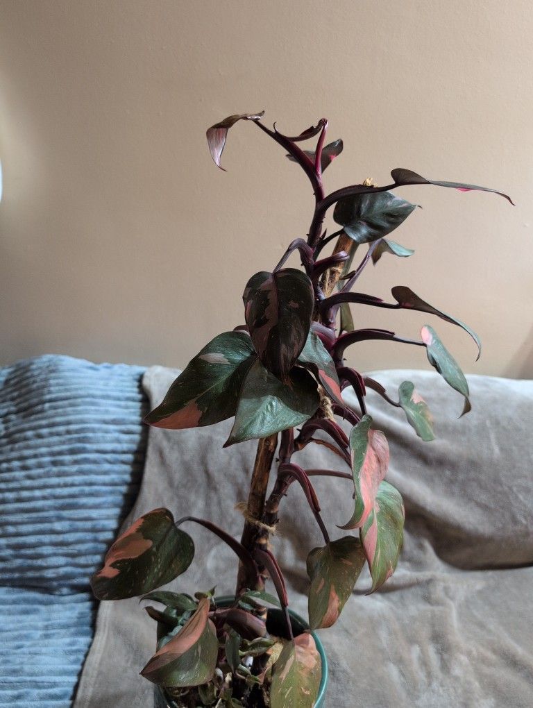 Planta De Filodrendro Pink Princesa Muy Bonito Y Grande Y Tiene Otro Chiquito New $40 