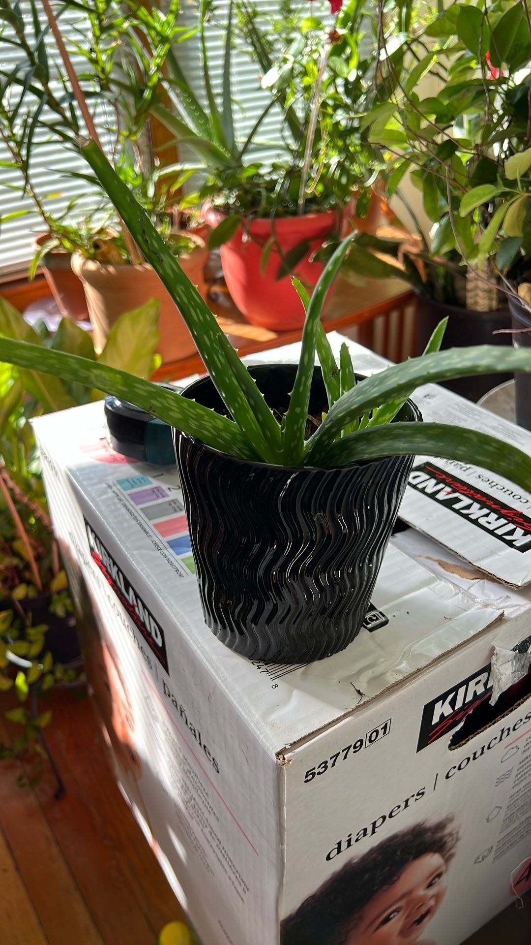 Alovera Plant In A 5” Tall Ceramic Pot