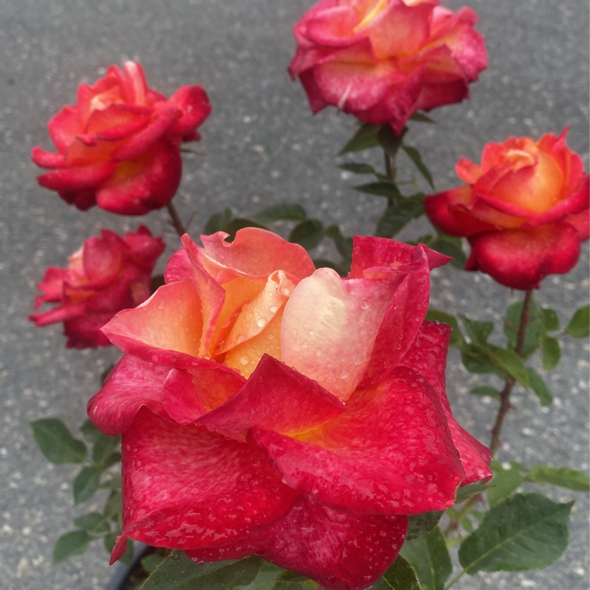 Beautiful Red Orange Rose 🌹 