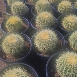 Golden Barrel Cactus 