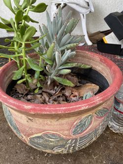 Nice CACTUS Plant In DECORATIVE Planters