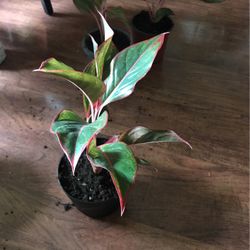 Small Aglaonemas Plant