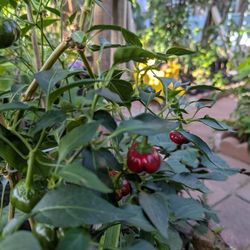 Pumpkin Chili Peppers Plant 