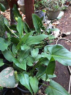 White lily plant in 5 gallon pot