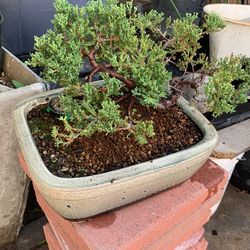 Bonsai