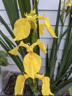 💛 Iris pseudacorus 💛, the yellow flag, yellow iris, or water flag 