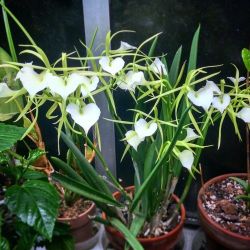 LIVE PLANT 2ft Brassavola Nodosa "Panama Soiree" orchid FRAGRANT