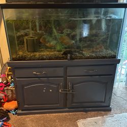 90 gallon piranha tank with four piranha