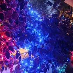  Six-Ficus Trees with Lights $35 Each 