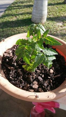 Small Patio Tomato plant $7