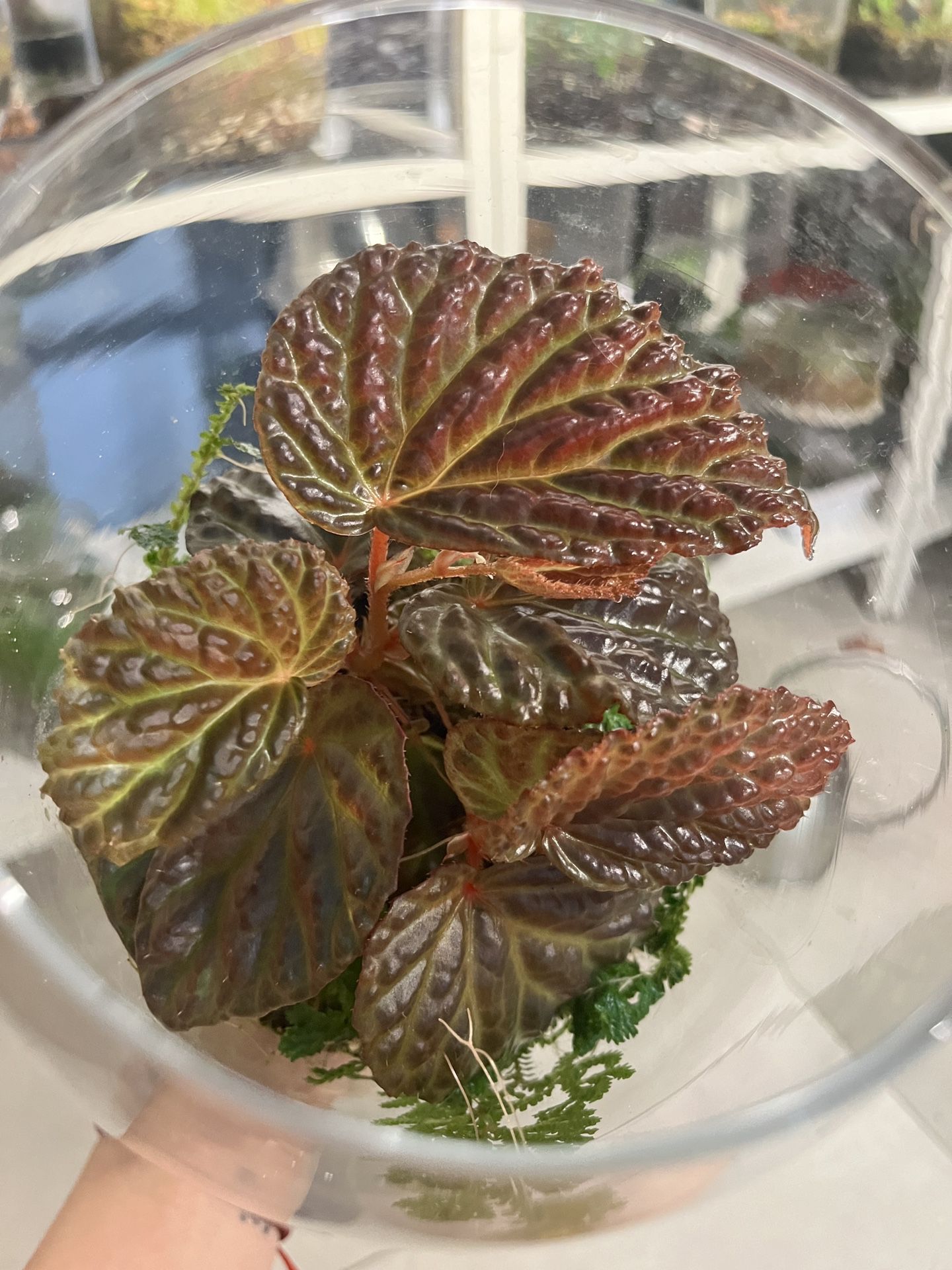 Metallic Dragon Begonia Terrarium 