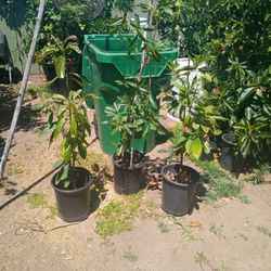 Avocado Plants Hass 3 To 4 Foot