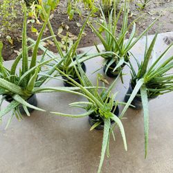 ALOE VERA PLANTS MANY PLANTS ON EACH ONE SABILA MEDICINAL PLANTAS 