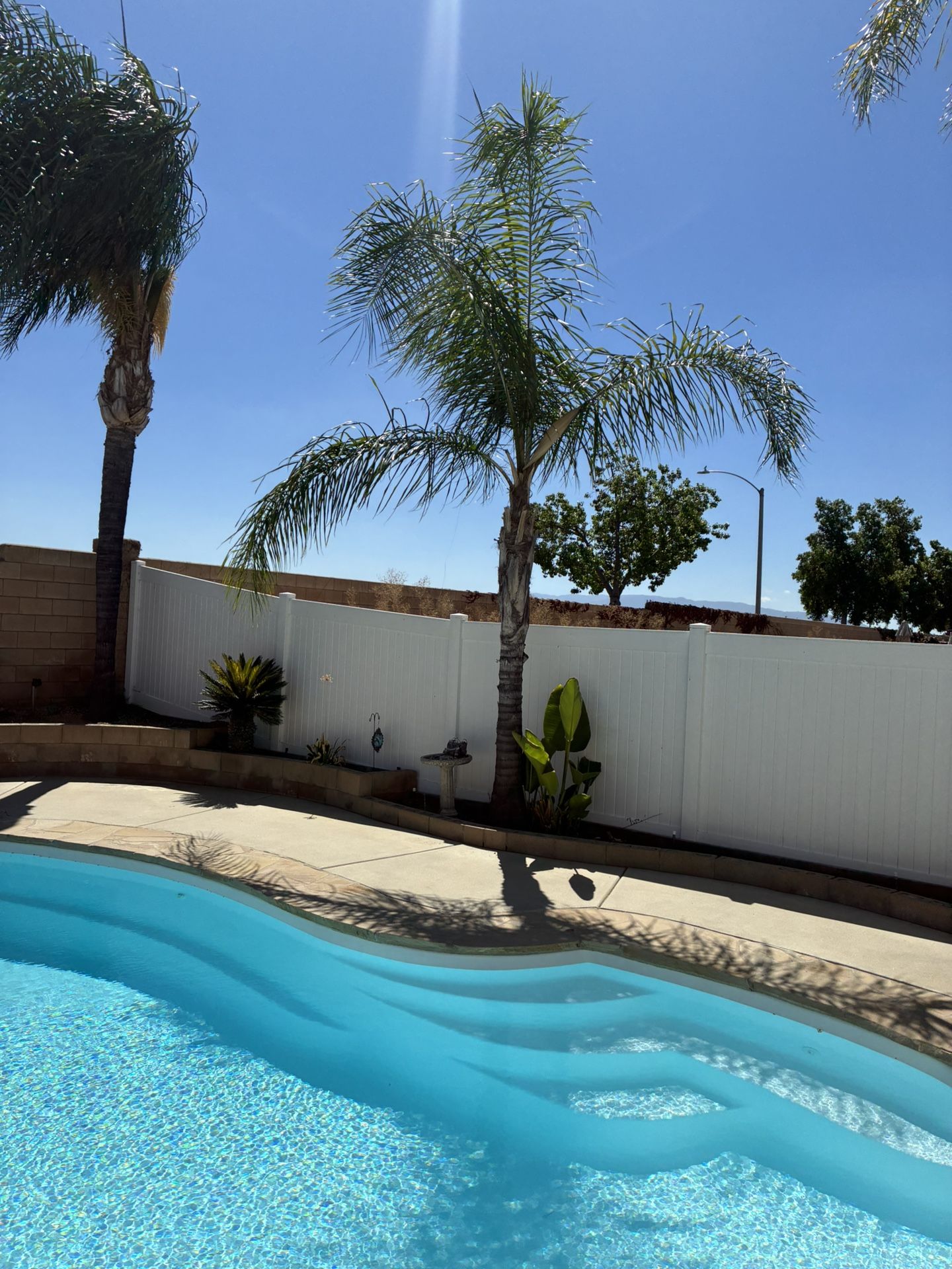 PALM TREE FREEE NEED GONE