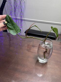 Propagated plant