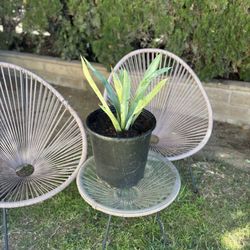 Agave Tequilana  In 5 Gallon Pot