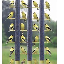 Finch Feeder 