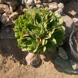 Plants