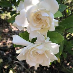 Gardenia Flower