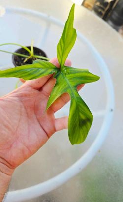 Philodendron Glad Hands plant