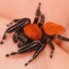 Live Jumping spider