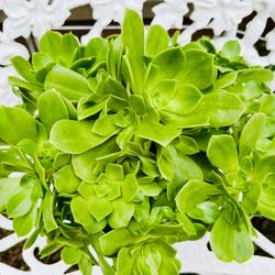 Clusters Of Green Aeonium Succulent Plants 