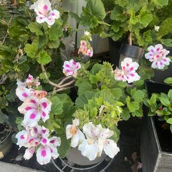 Plant