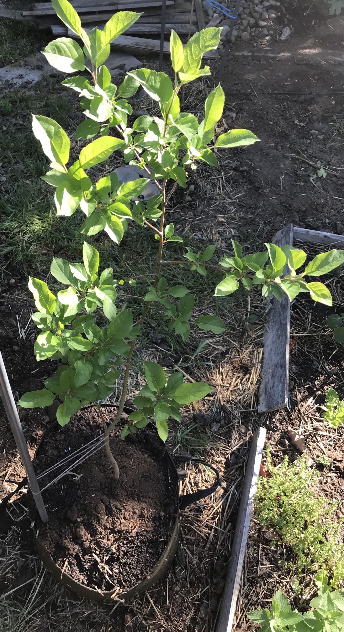 Paradise Apple Tree