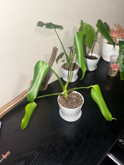 Burl Marx Flane Monstera