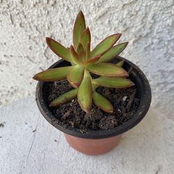 3 Inch Pot Succulent Plant - Sedum Adolphii - Firestorm - Rooted & Established - Drought Resistant - 🪴