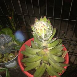 Xl Succulent Plant