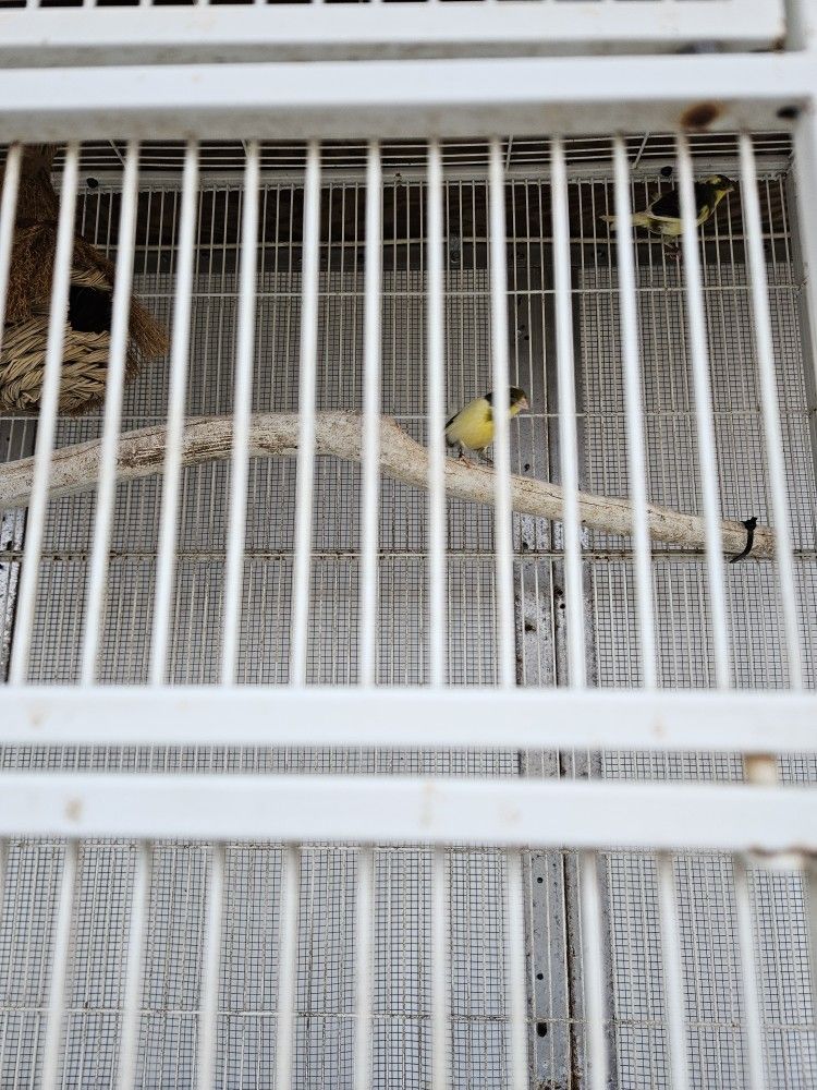 Bird Cage Jaula De Canario 