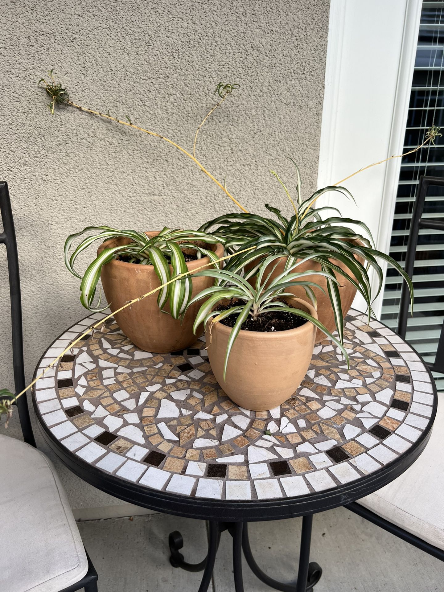 Spider Plants w Light Terracotta Pots | Set of 3