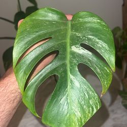 Monstera Albo Cutting Fully Rooted