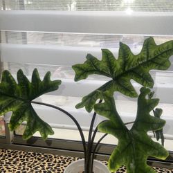 Alocasia Jacklyn