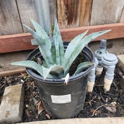 American Aloe Plant In 4 Gallon Pot 
