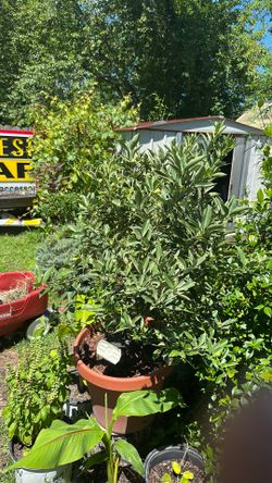 Kumquat tree