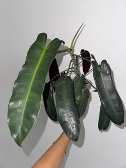 Philodendron Atabapoense