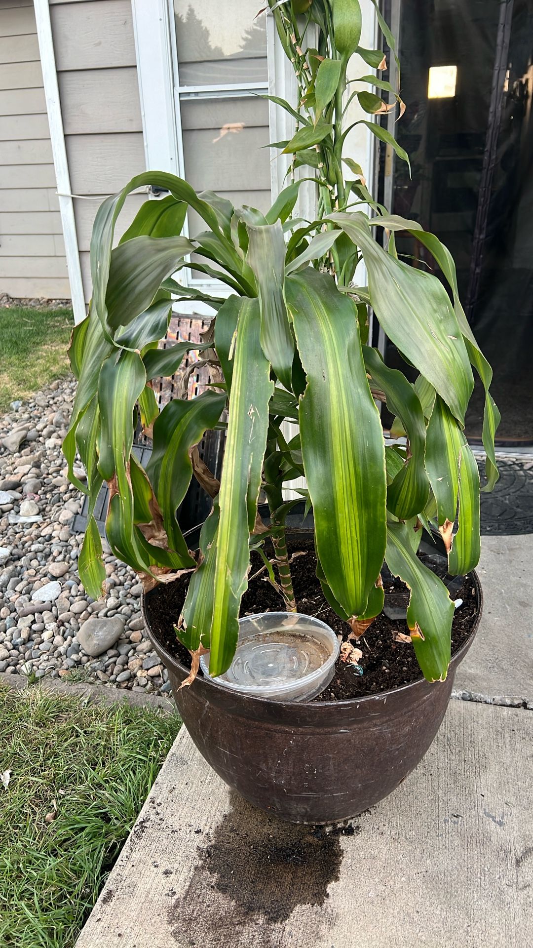 Palm Tree And A Bamboo Tree