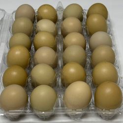 Para Incubar Frescos