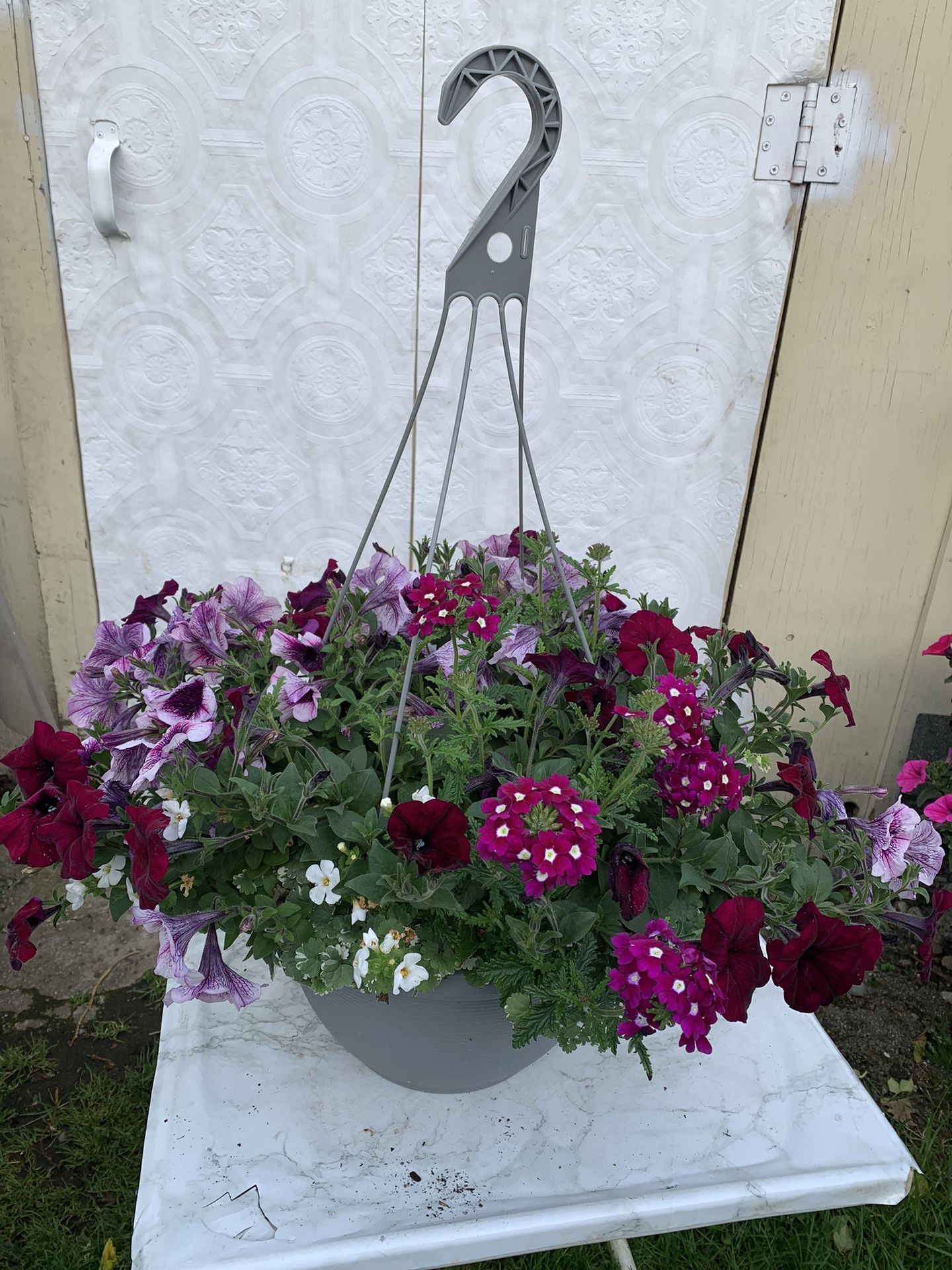 Outdoor Plant