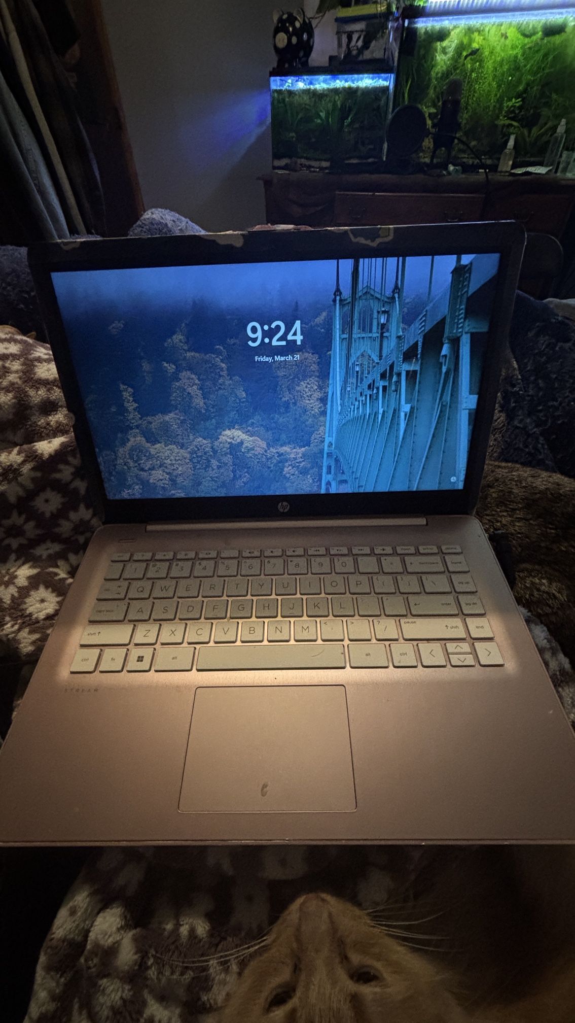 Pink Hp Delle Laptop